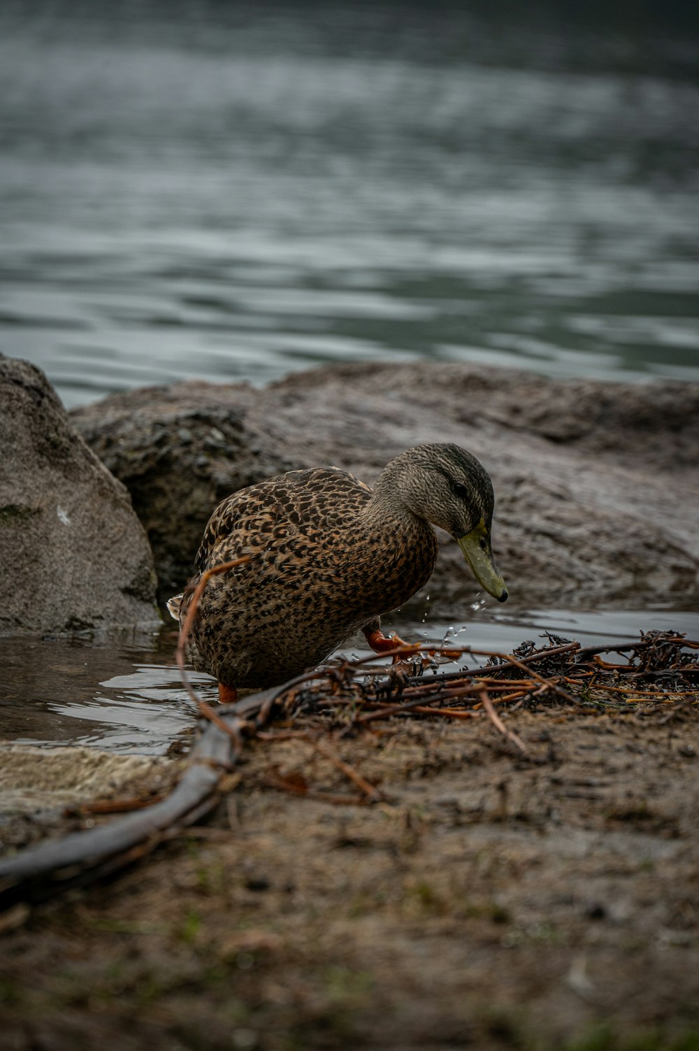 a duck standing in a body of water