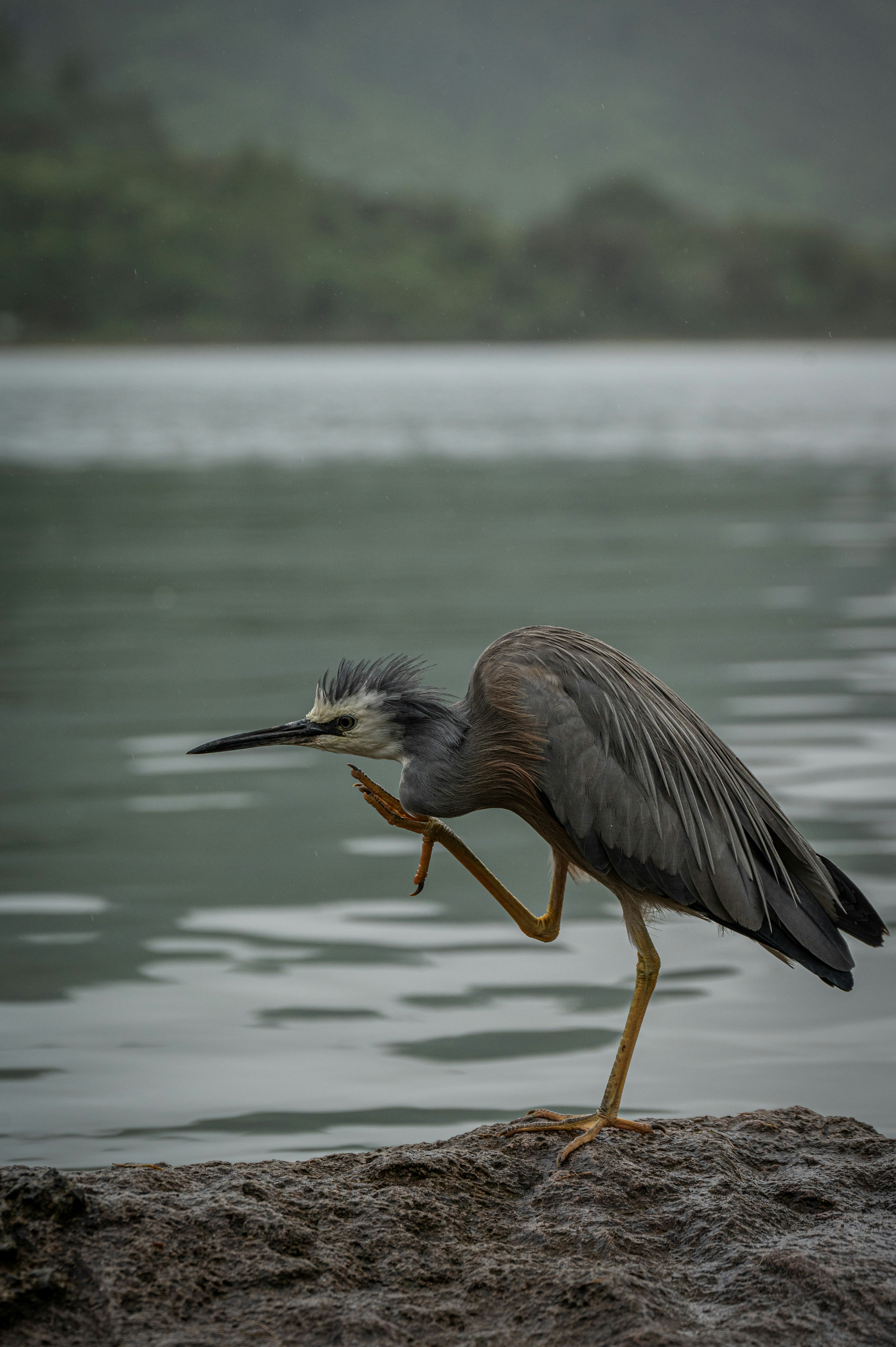 a bird standing on a rock next to a body of water