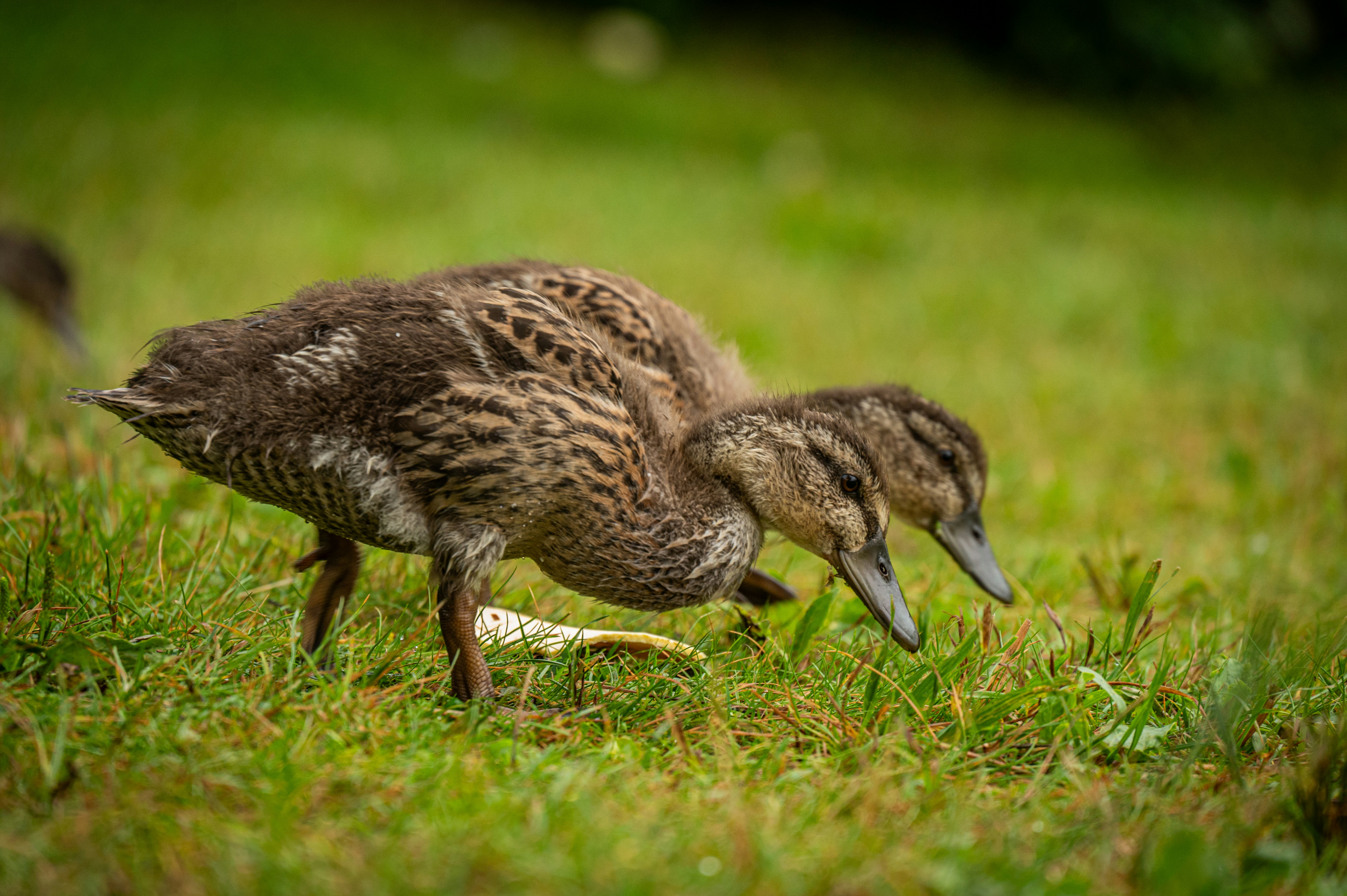 a couple of birds standing on top of a lush green field