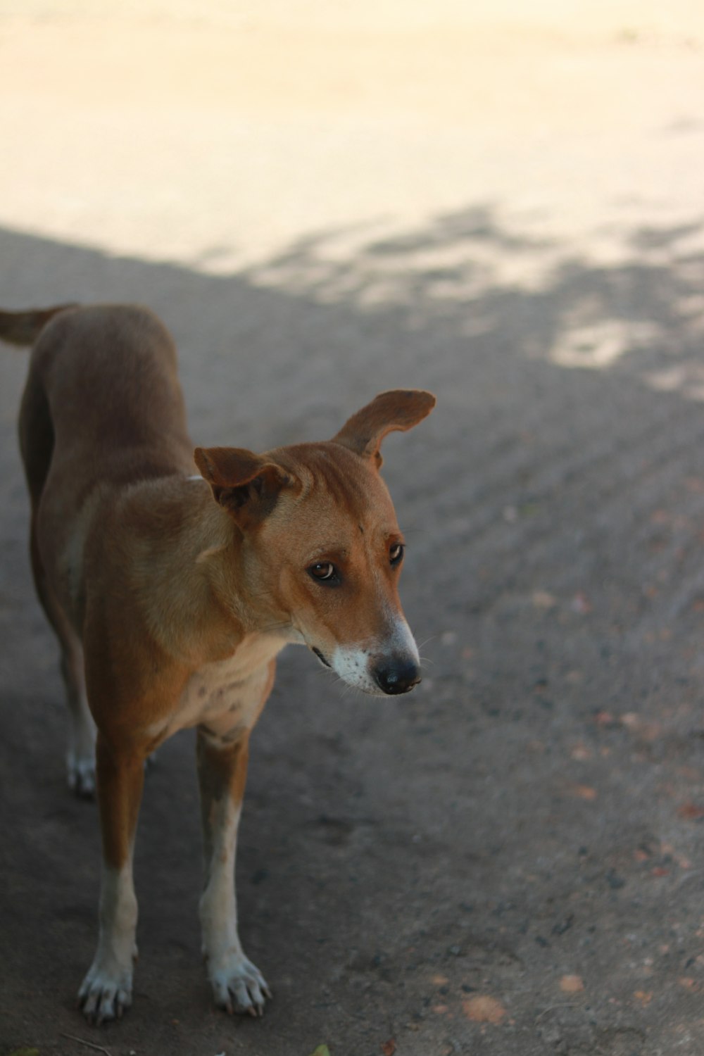 a brown and white dog standing on top of a dirt road