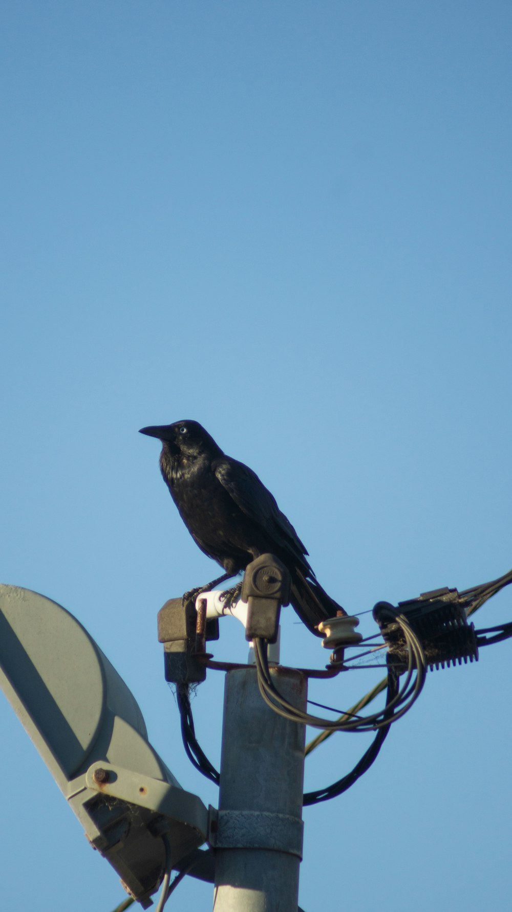 a black bird sitting on top of a power pole