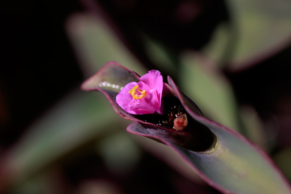a small pink flower with a yellow center
