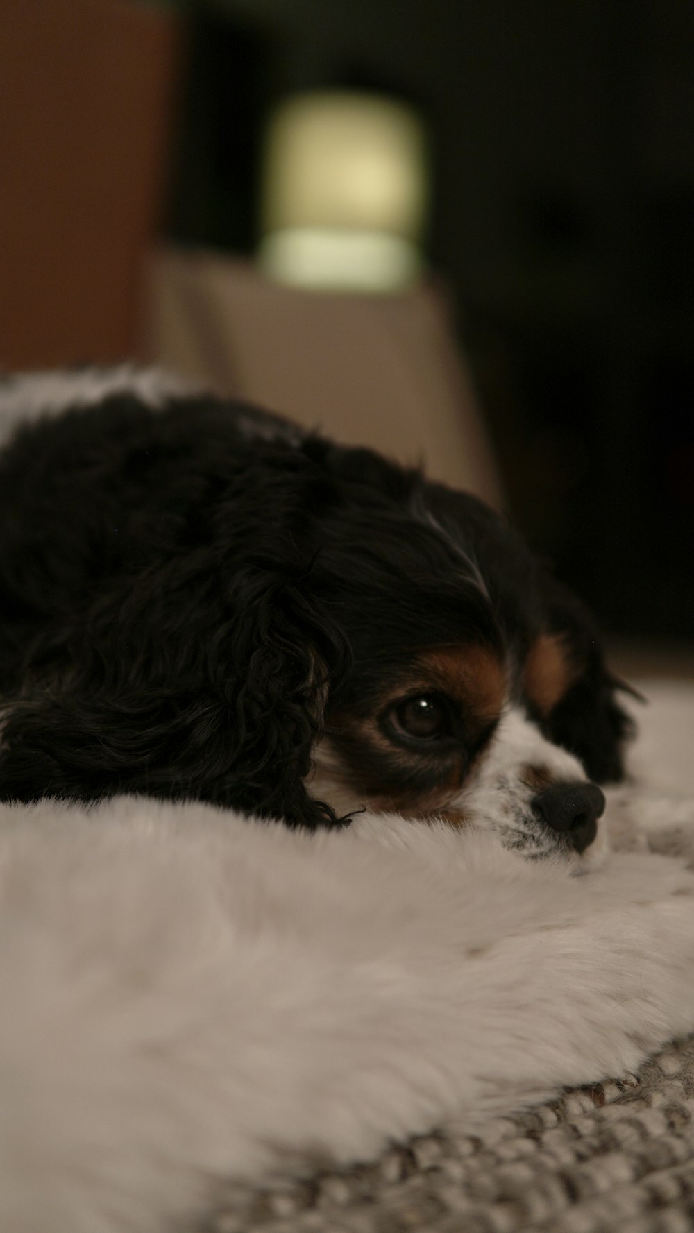 a black and white dog laying on top of a bed