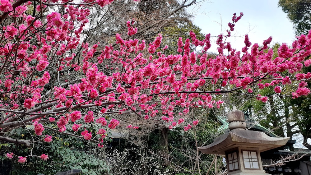 a tree with pink flowers in a park