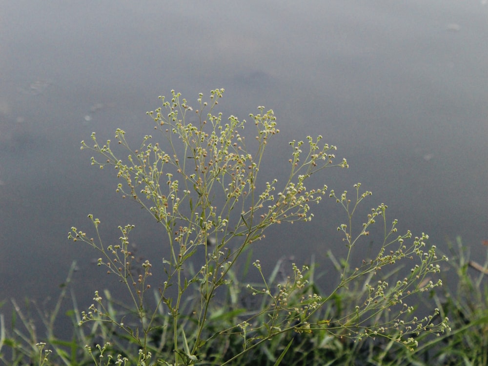 a plant is growing in front of a body of water