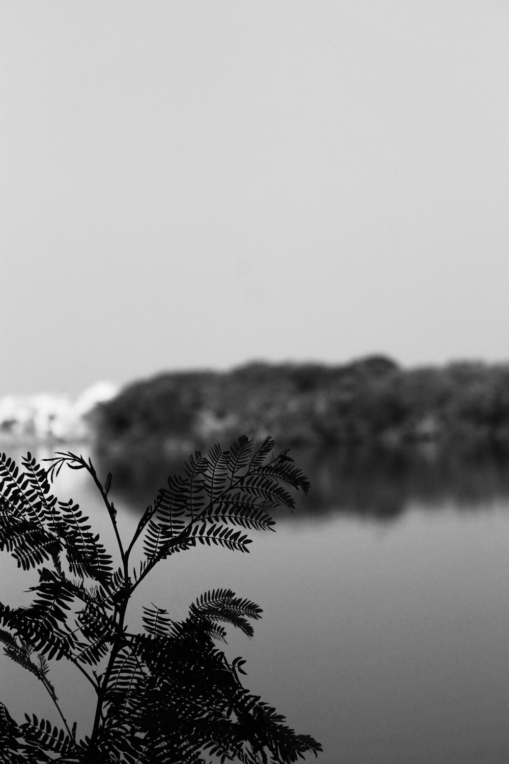 a black and white photo of a lake and trees