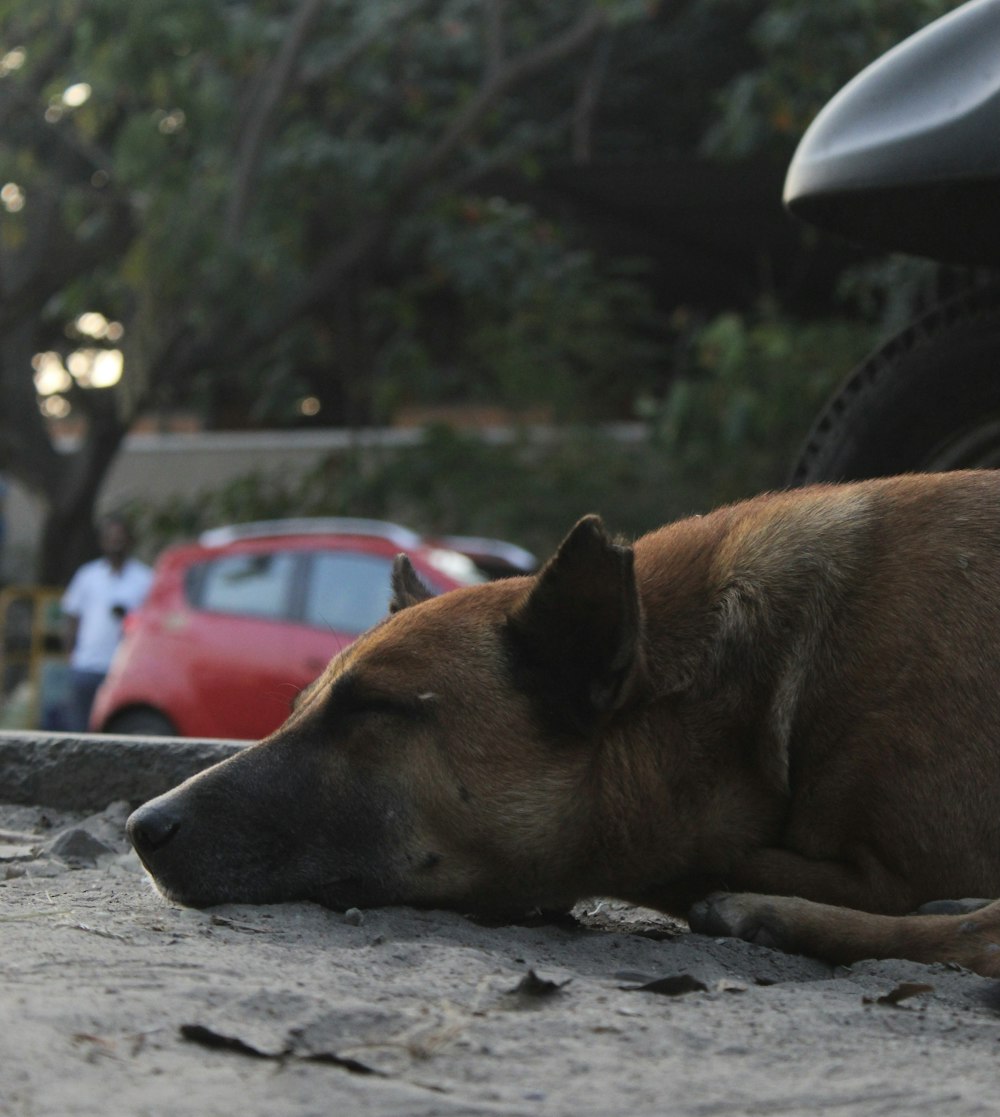a dog laying on the ground next to a motorcycle