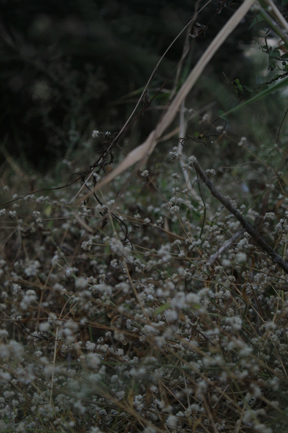 a bunch of flowers that are in the grass