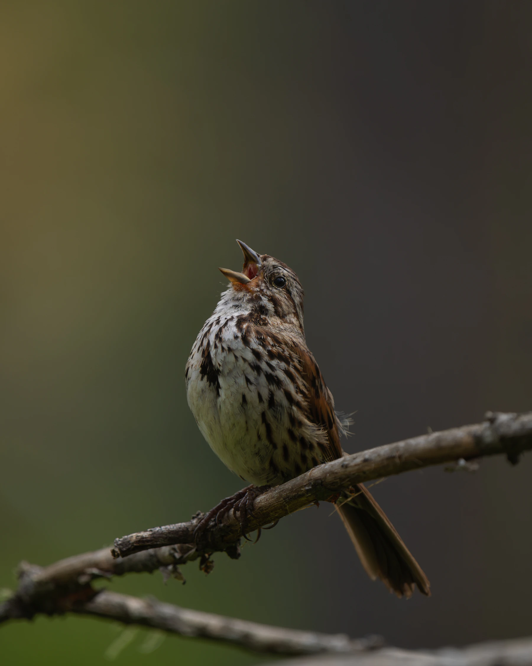 A streaked brown sparrow singing on a bare branch, head thrown back and bill wide open