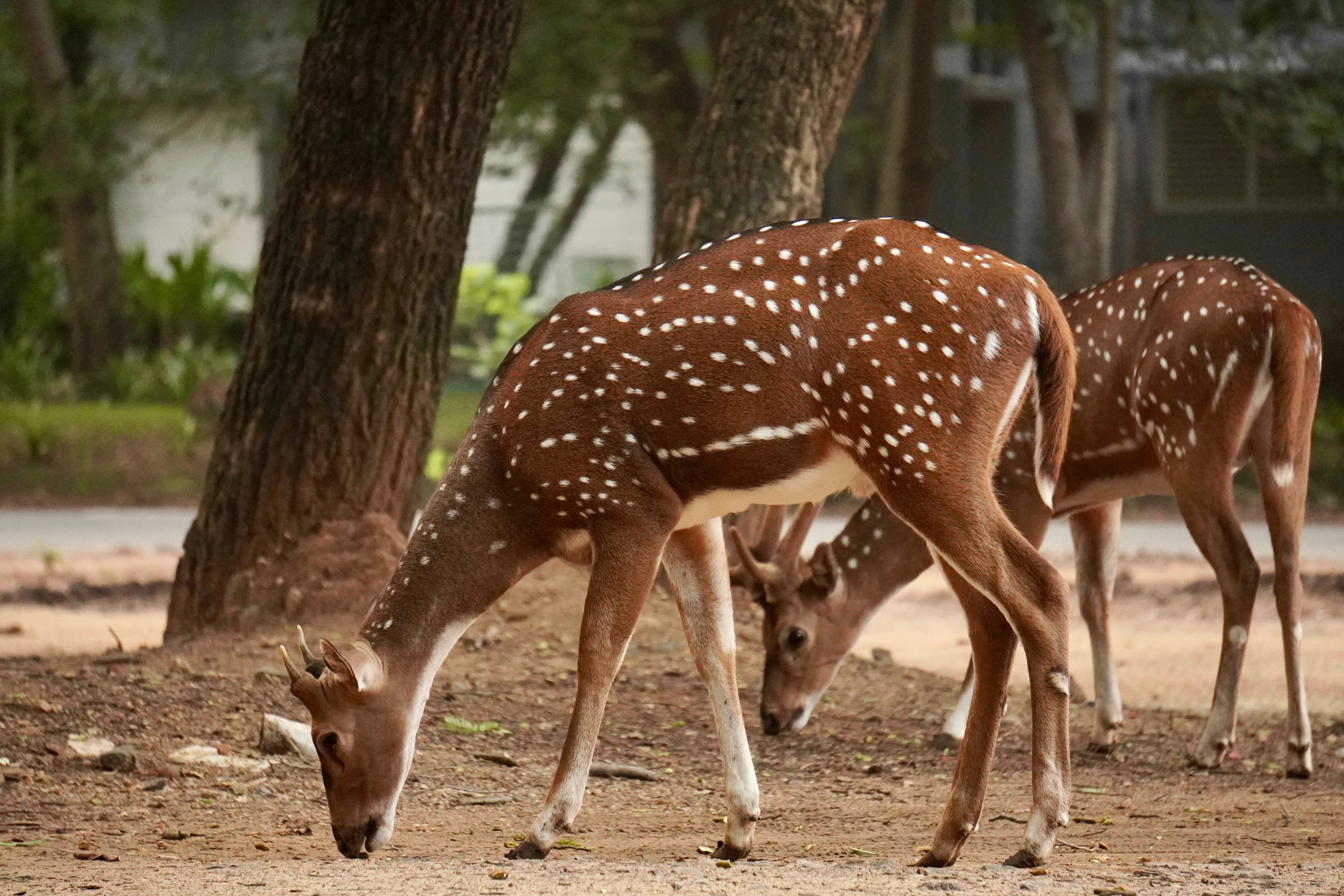 Photo by nikhil_sachan