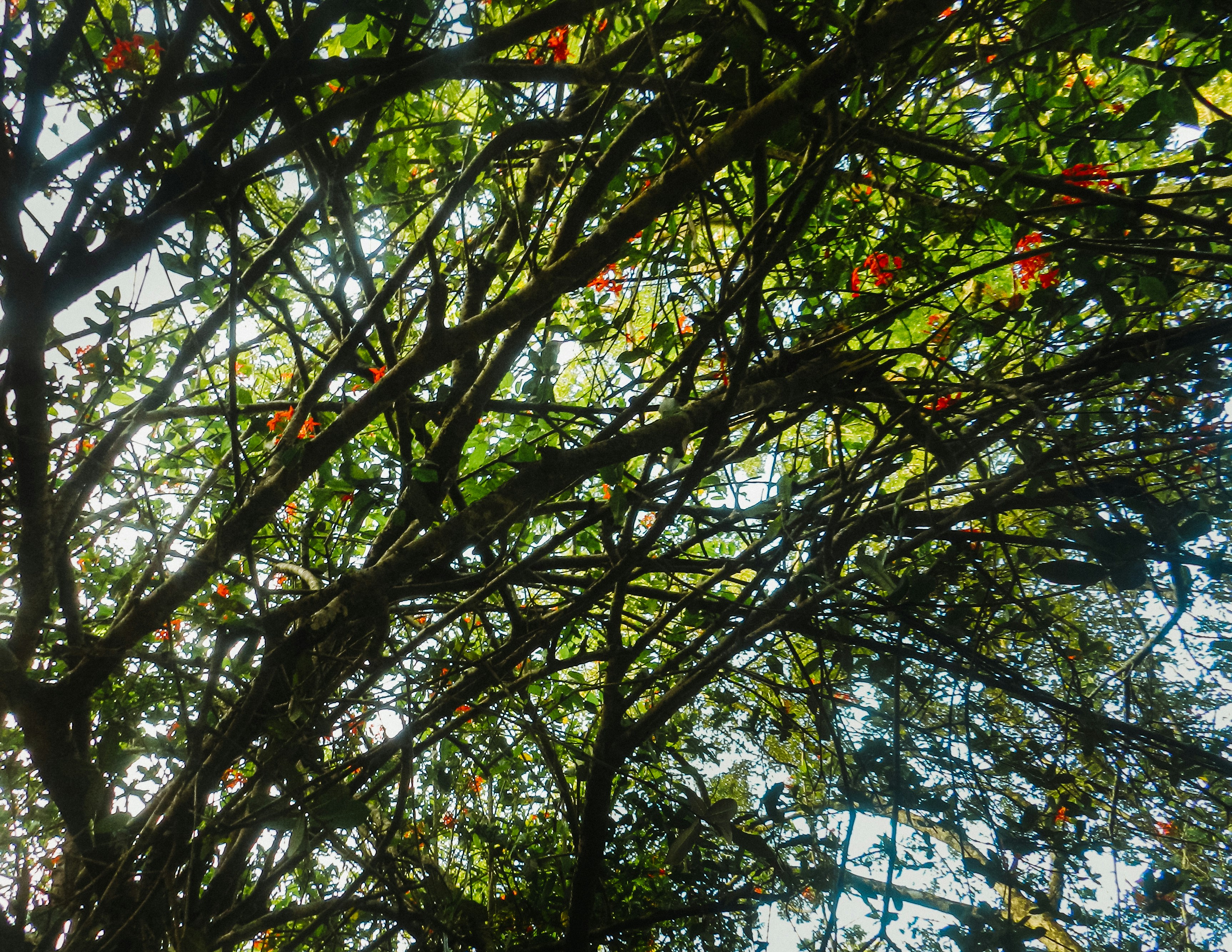 Photo by vivan_maldeniya