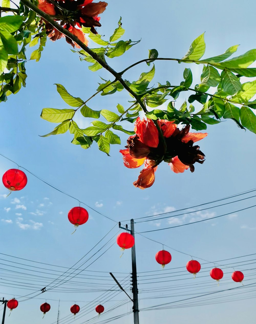 a bunch of red lanterns hanging from a tree