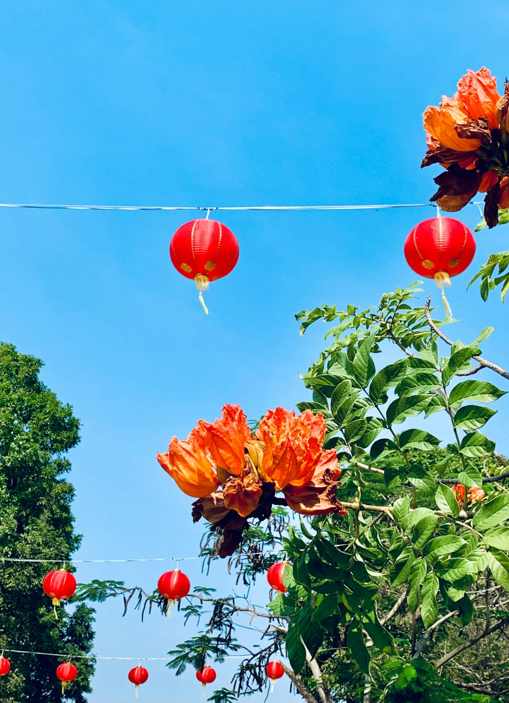 a bunch of red and orange flowers hanging from a wire