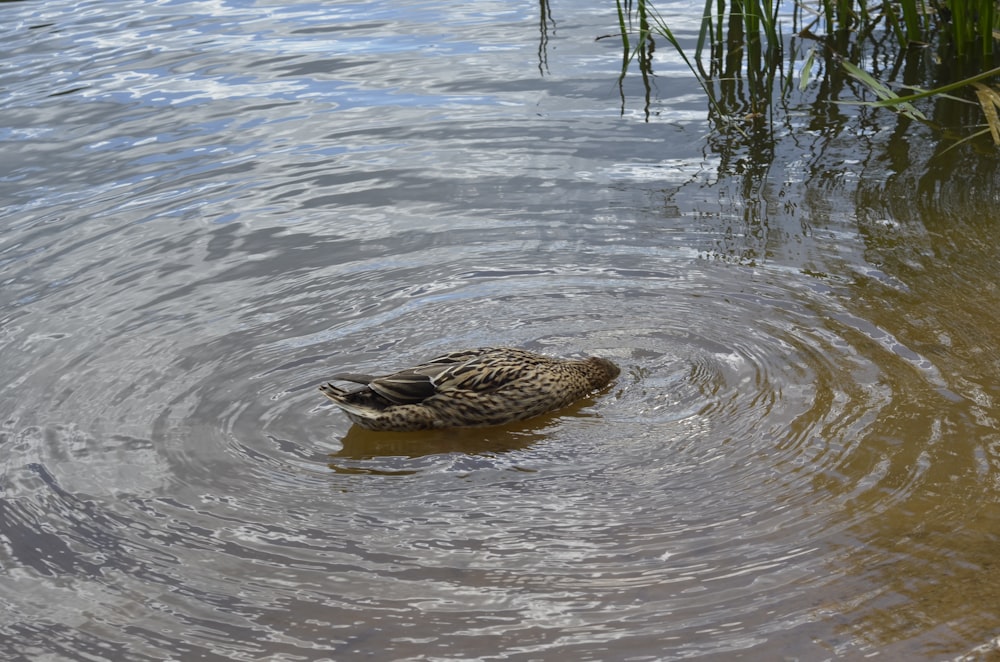 a duck is swimming in a pond of water