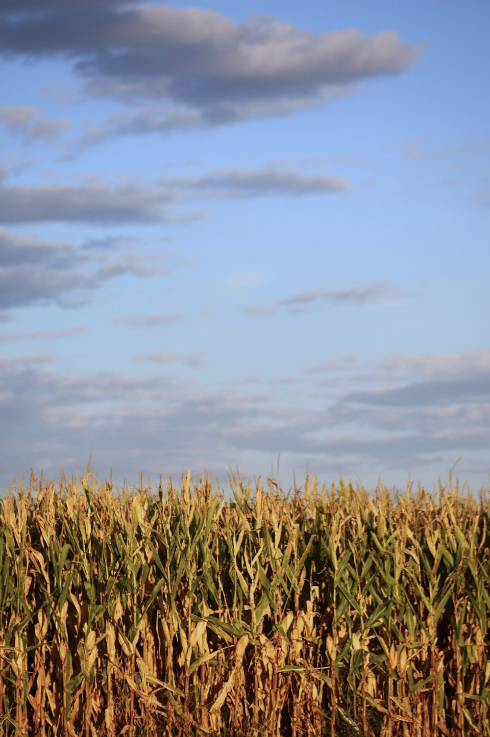 a field of corn under a cloudy blue sky