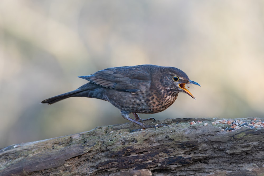 a bird with a worm in its mouth on a branch