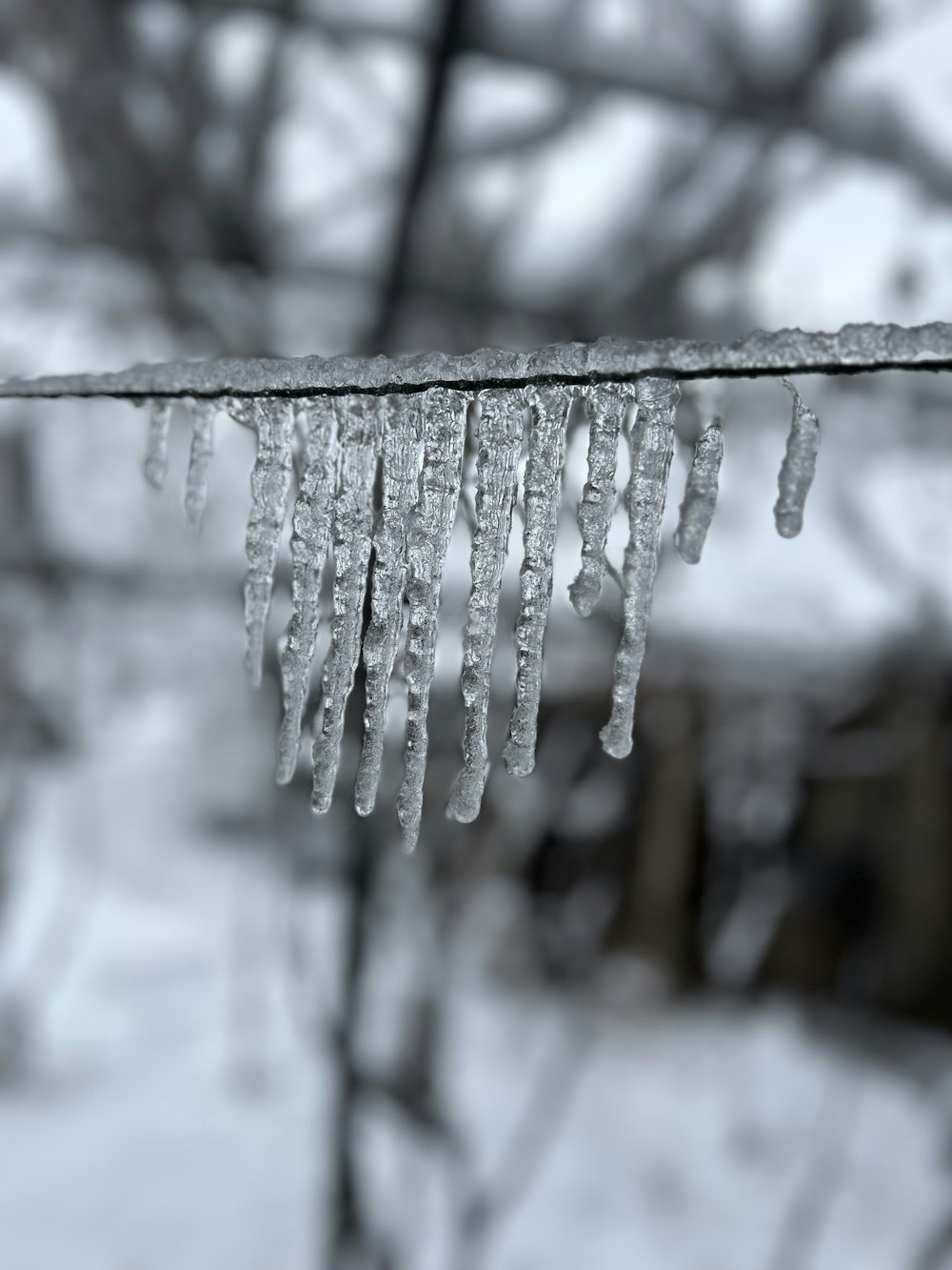 icicles hanging from a branch in the snow