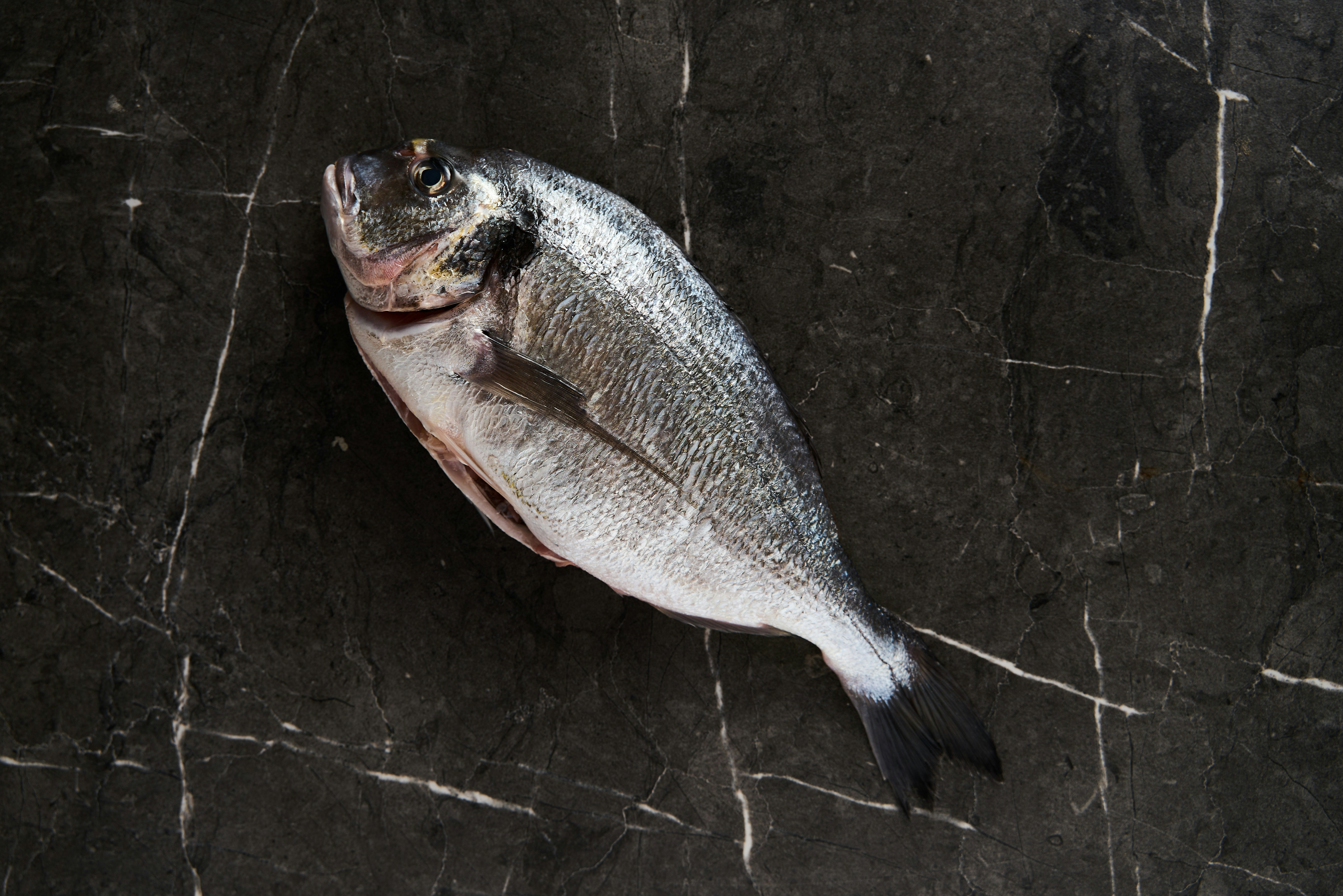 Ein Fisch liegt auf einer schwarzen Oberfläche