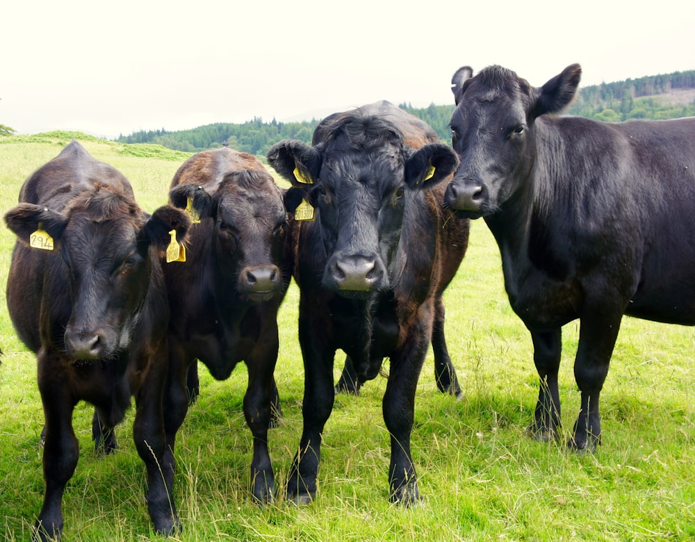 a herd of cattle standing on top of a lush green field