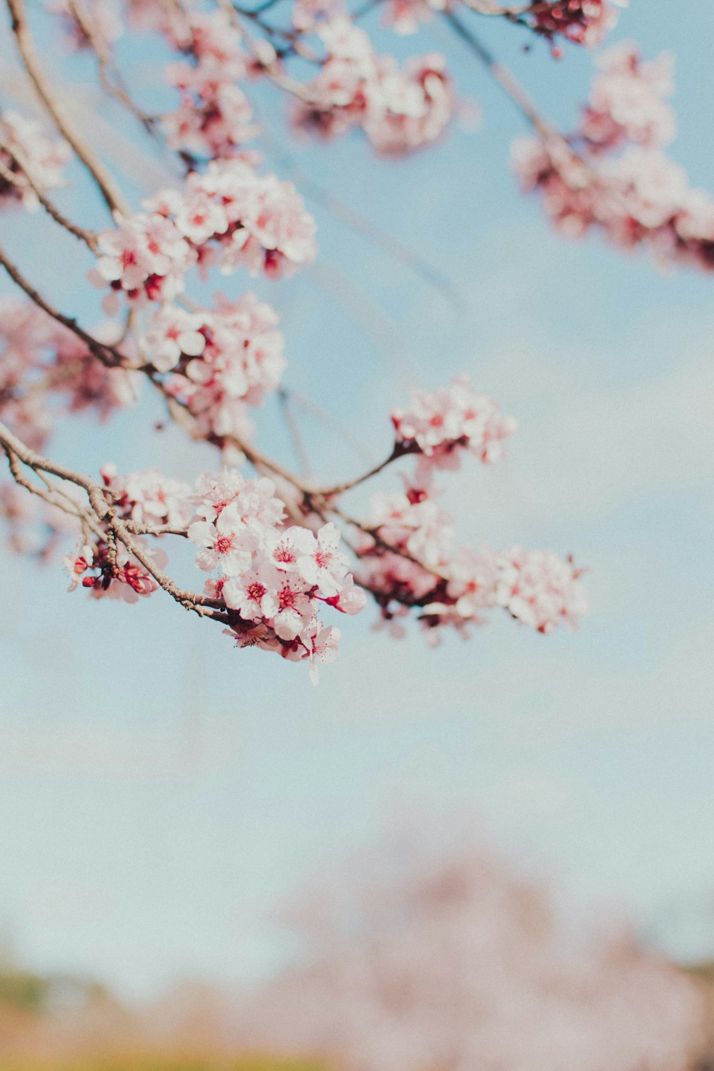 a branch of a tree with pink flowers