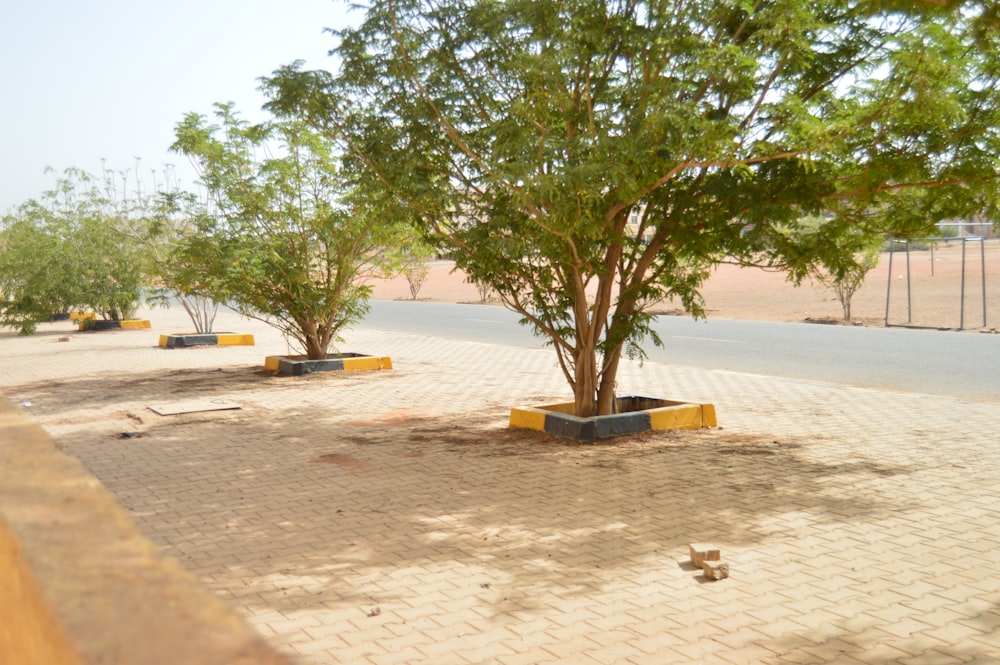 a row of trees sitting on the side of a road