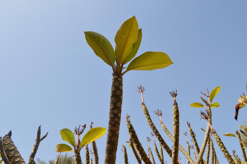 a close up of a tree with a blue sky in the background