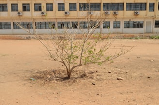 a small tree in front of a building
