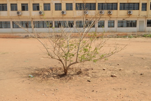 a small tree in front of a building