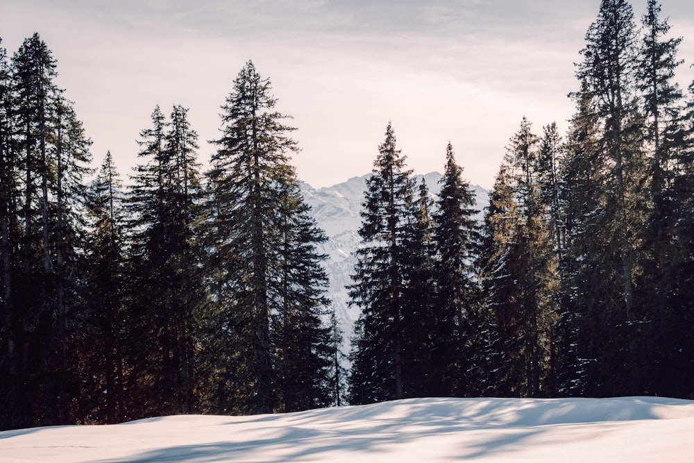 ein schneebedecktes Feld mit Bäumen und einem Berg im Hintergrund