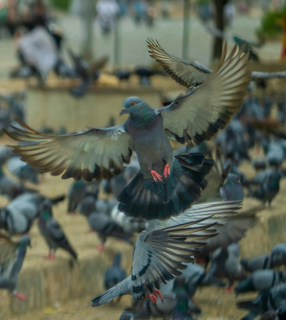 a flock of pigeons flying over a dry grass field