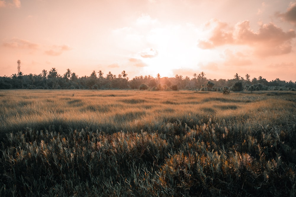 a grassy field with trees in the background