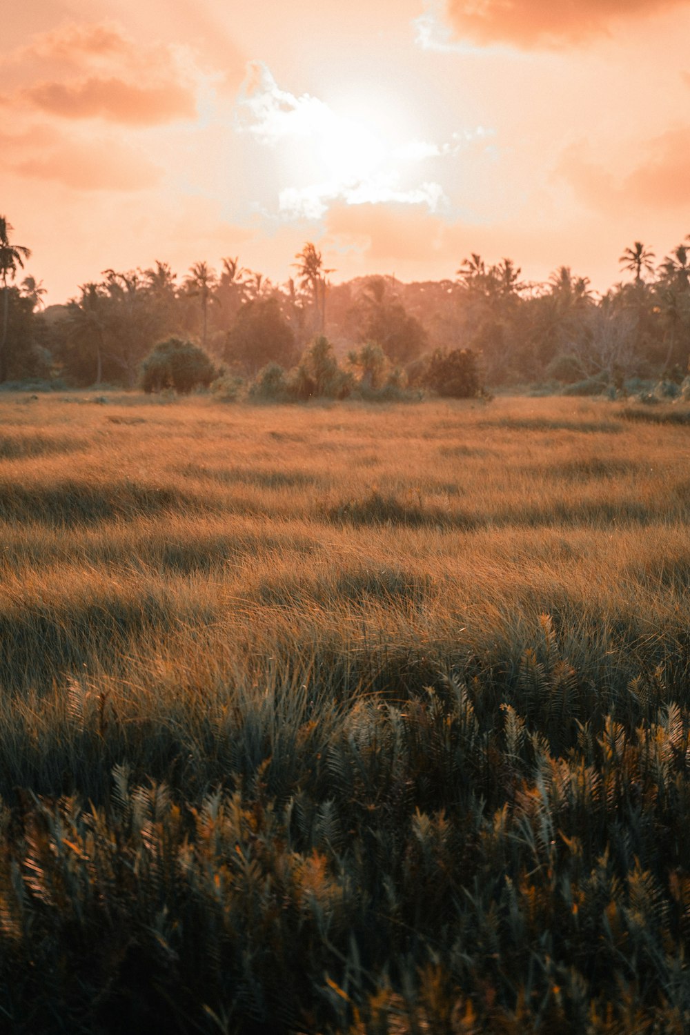 a field of grass with the sun setting in the background