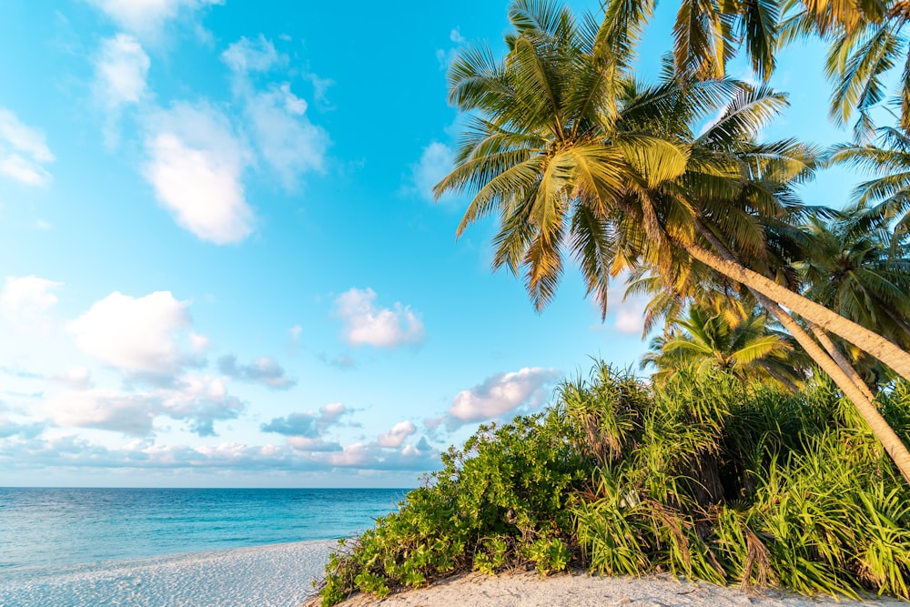 a beach with palm trees and the ocean in the background