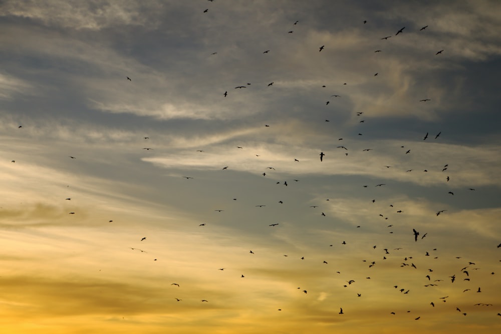 a flock of birds flying through a cloudy sky