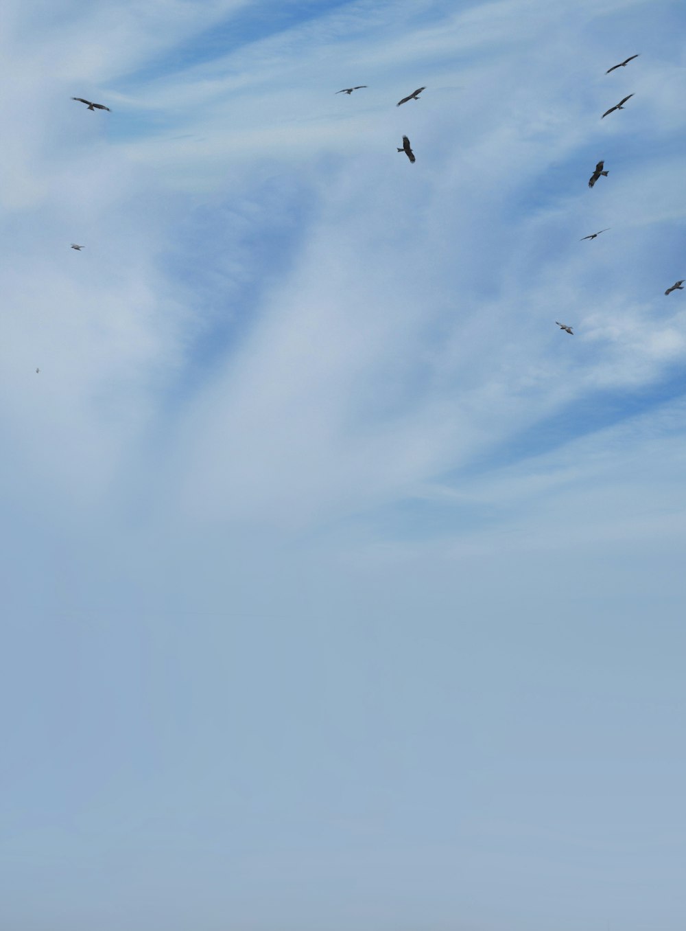 a flock of birds flying through a cloudy blue sky