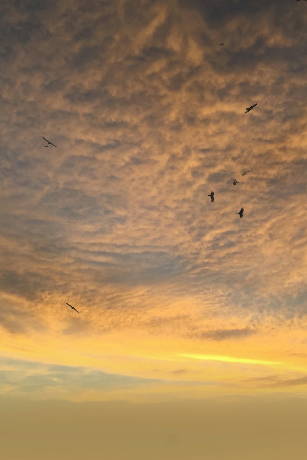Eine Gruppe von Vögeln, die durch einen bewölkten Himmel fliegen