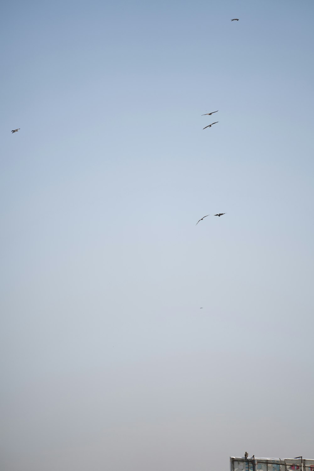 eine Gruppe von Vögeln, die am Himmel fliegen