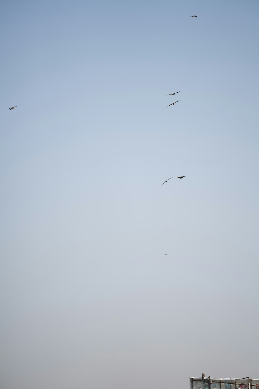 a group of birds flying in the sky