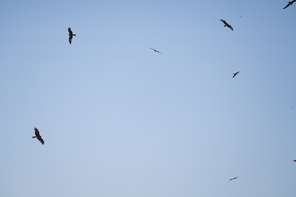 une volée d’oiseaux volant dans un ciel bleu