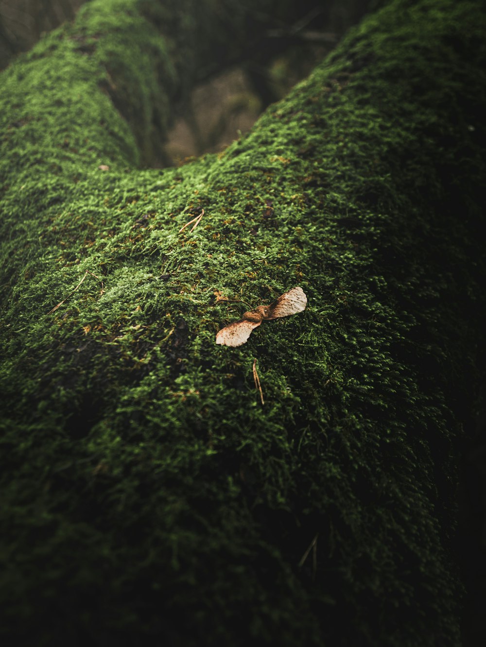 a leaf that is laying on some moss