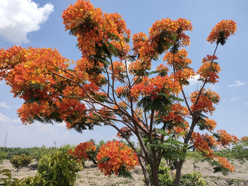 a tree with orange flowers in a field