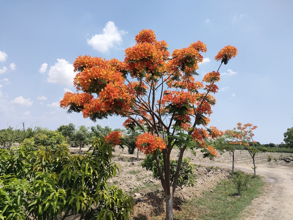 a tree with orange flowers on a dirt road