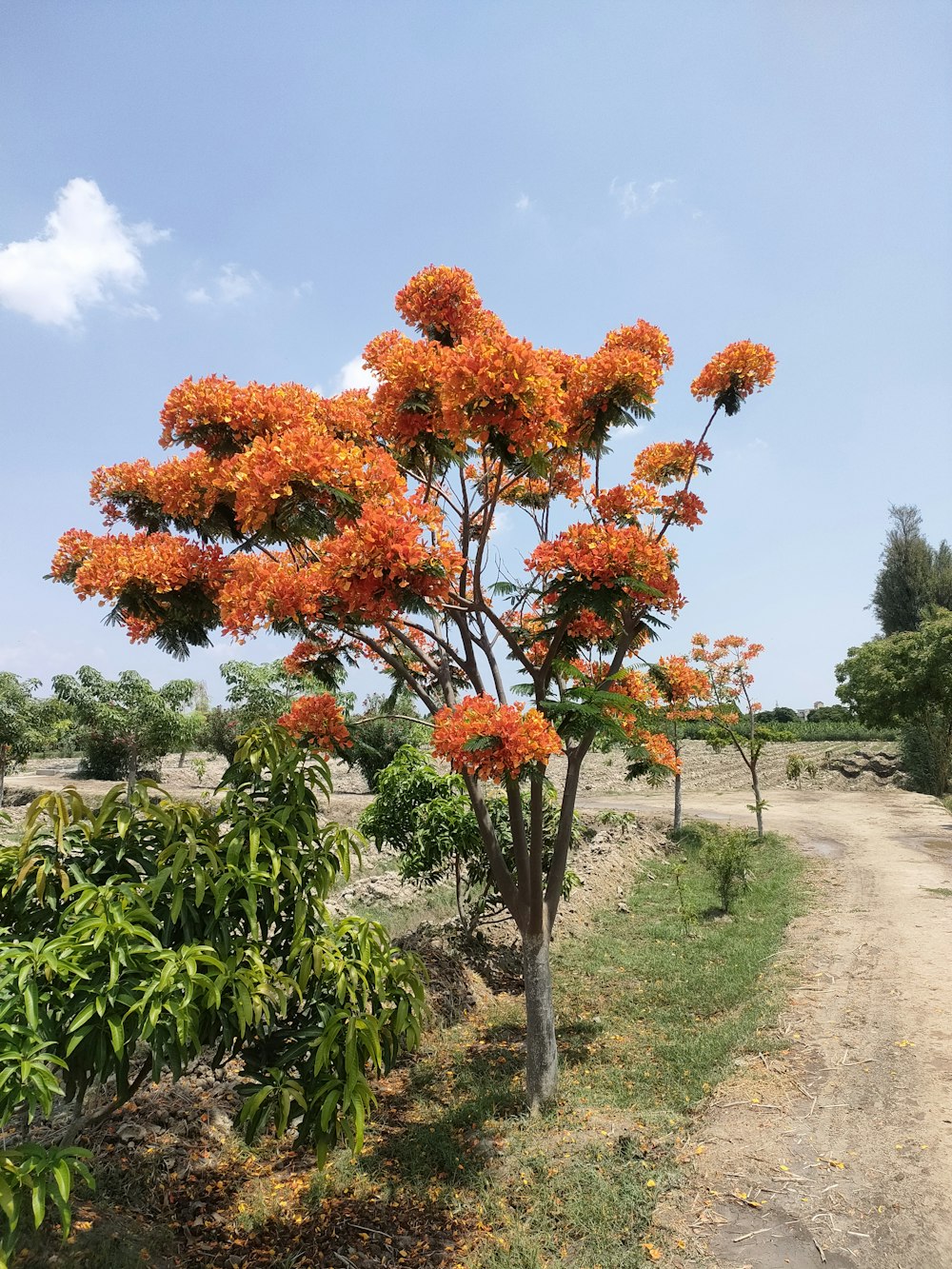 a tree with bright orange flowers on a dirt road