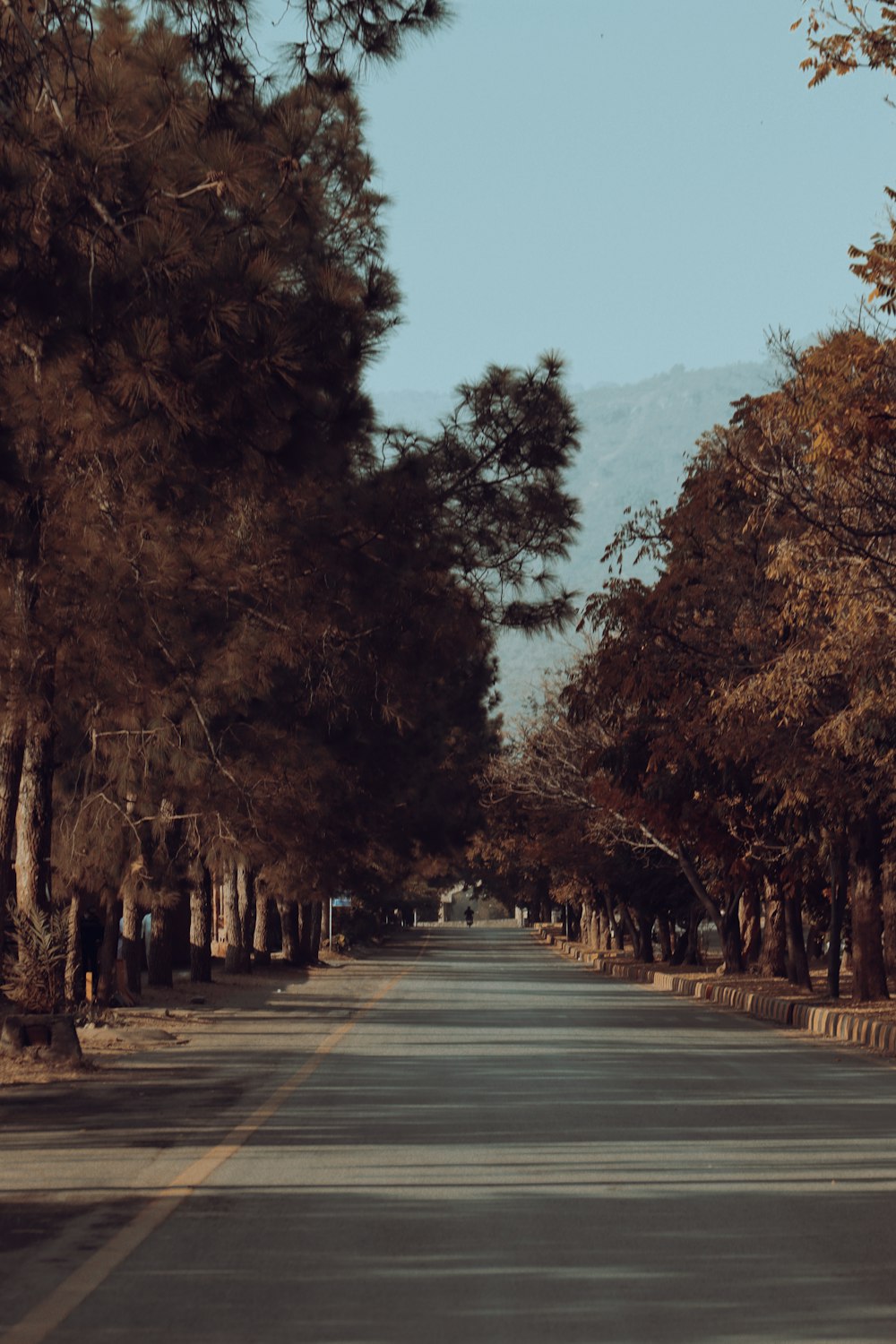a street lined with trees with a mountain in the background