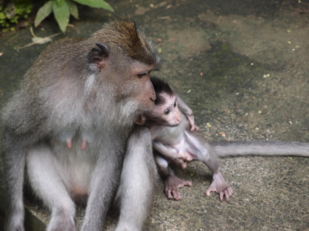 a mother monkey and her baby sitting on the ground