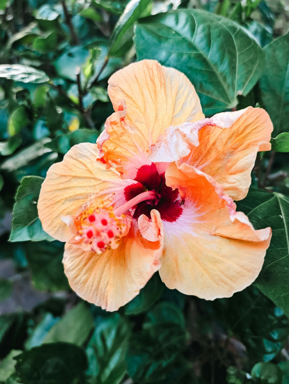 a yellow flower with a red center surrounded by green leaves