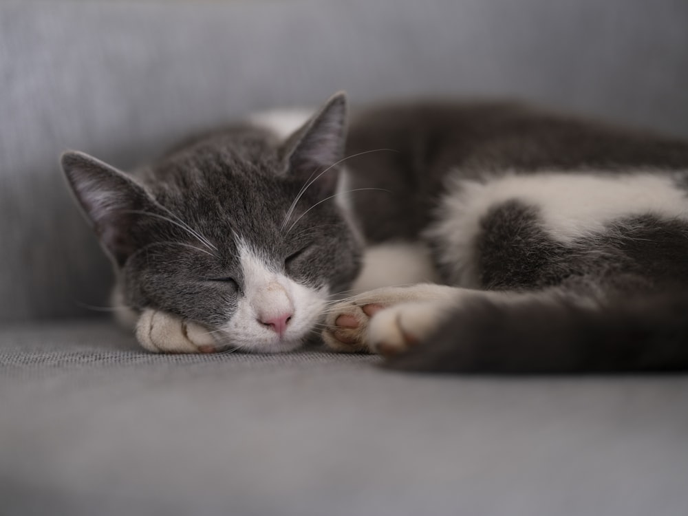 a gray and white cat sleeping on a couch