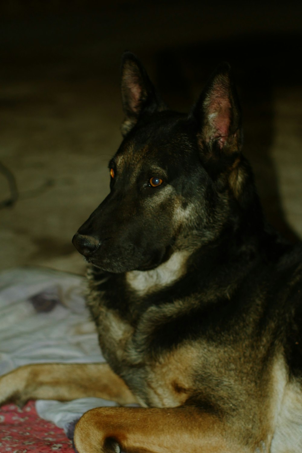 a dog laying on a bed looking at the camera