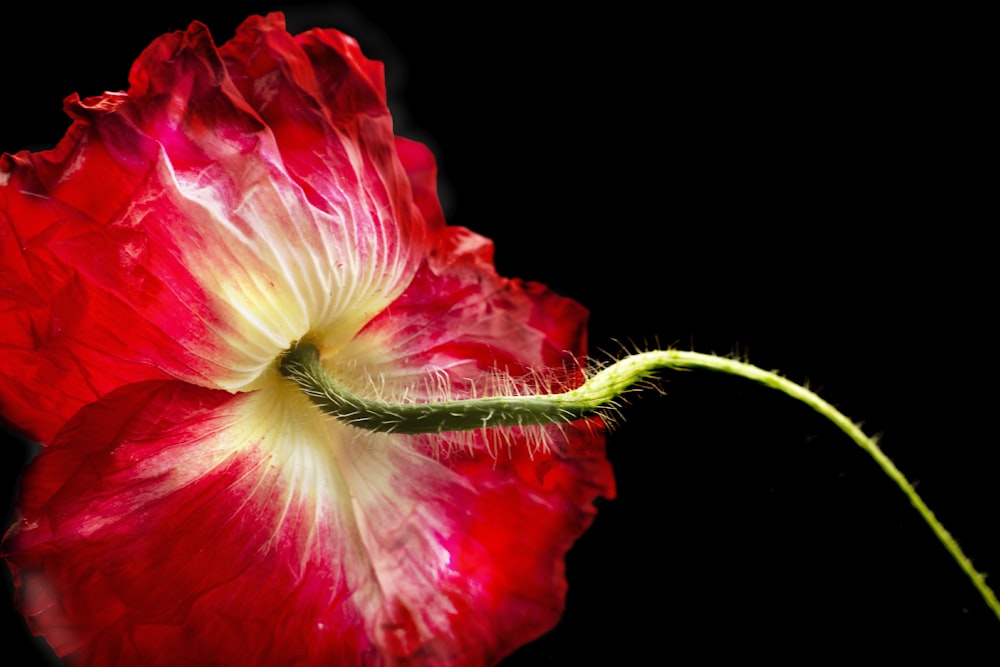 a red and white flower on a black background