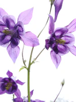 a close up of purple flowers on a white background